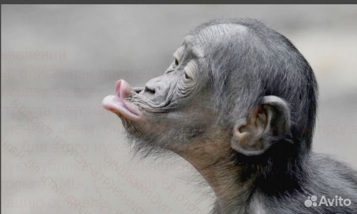 Сортировщики Мобильные аксессуары Вахта Жилье Спец