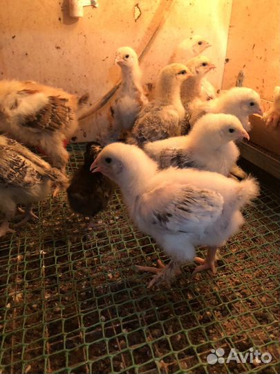 Цыплята разных возростов
