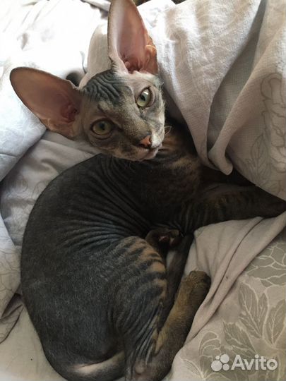 Донской сфинкс