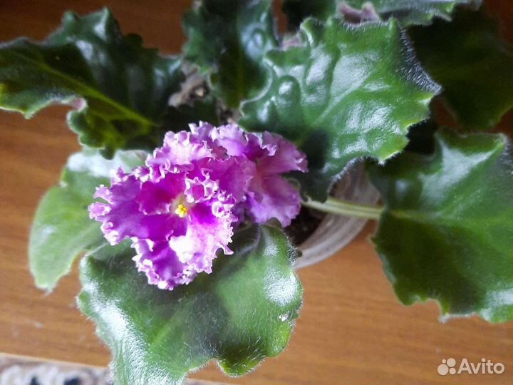 Фиалки разные