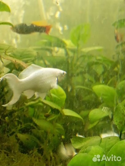 Велифера платина подросток, берлинцы