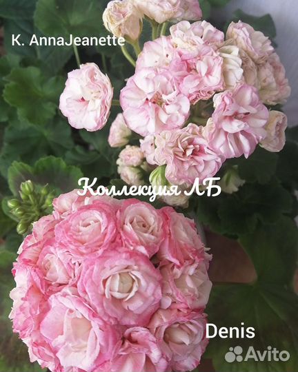 Пеларгония герань