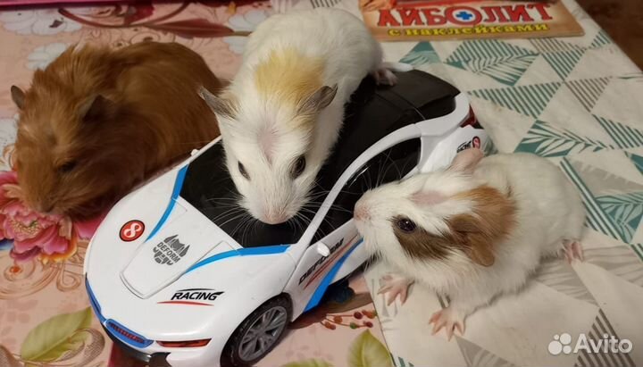 Морская свинка