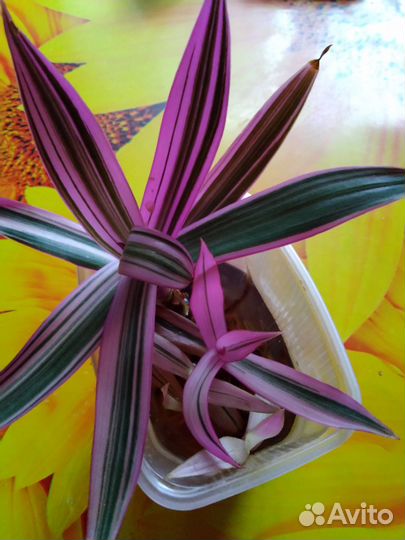 Традесканции