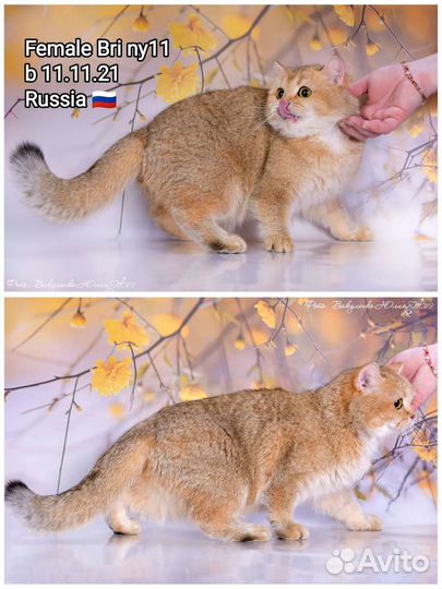 Леди Золотые девочки bri ny11, 25