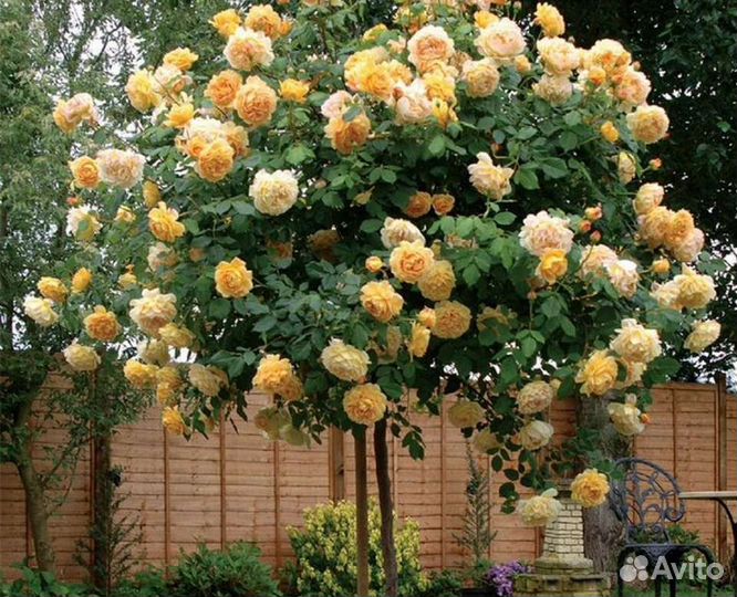 Роза на штамбе