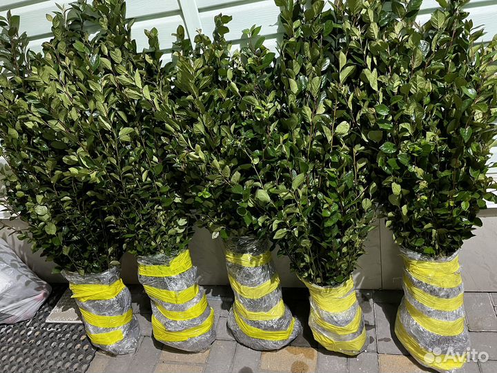 Кизильник блестящий