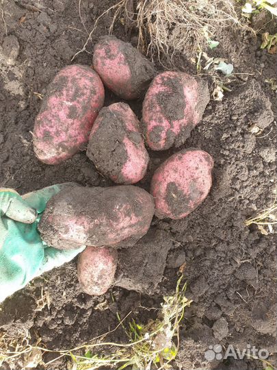 Картофель семенной