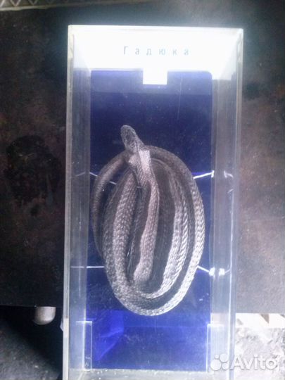 Рептилия(гадюка) -экспонат