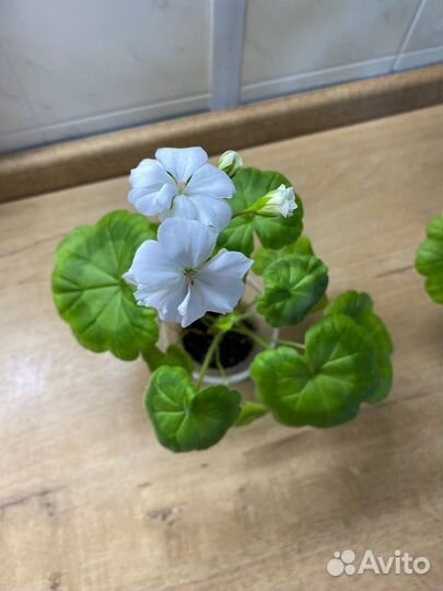 Пеларгония герань душистая