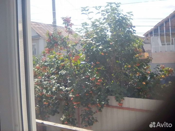 Саженцыежевикамалина2разоваякалинаперсики