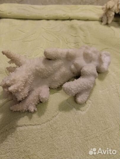 Кораллы Стагхорн и раковина из Тихого океана