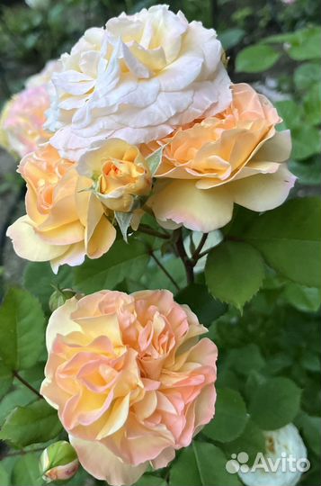 Собственнокорневые сажецы француз.роз Гийо Мейян