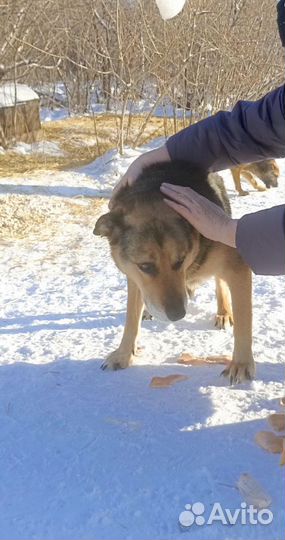 Собака в добрые руки