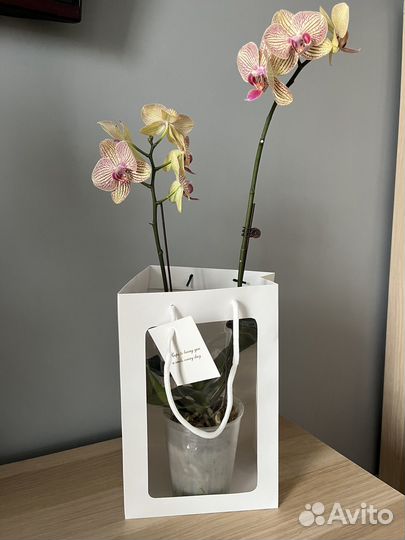 Орхидея