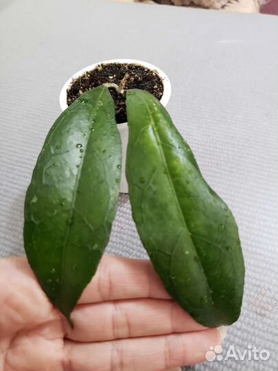 Хойя clemensiorum(клеменсиорум)