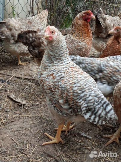 Петухи билефельдер