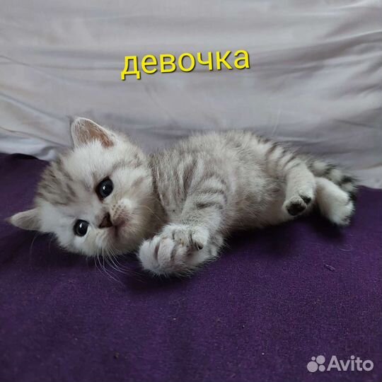 Шотландские котята мальчики и девочки