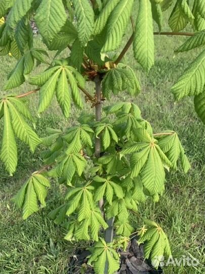 Саженец каштана
