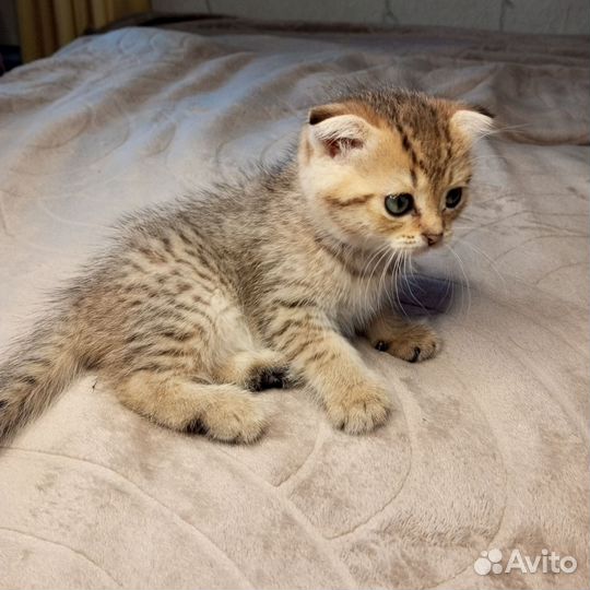 Вислоухие котята