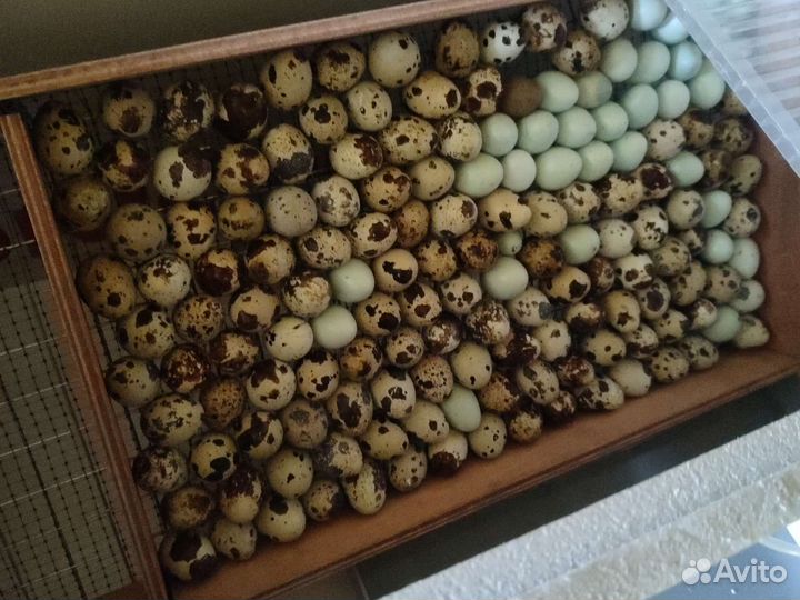 Перепела инкубационное яйцо