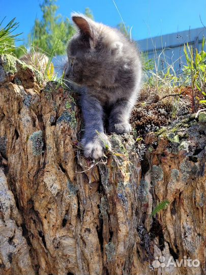 Серый ласковый котёнок
