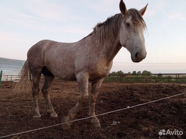 Продам жеребца