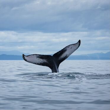 Вся Териберка плюс Поиск Китов - тур на 1 день
