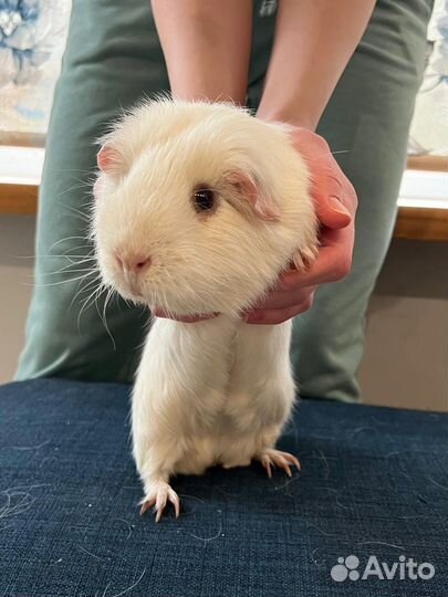 Морская свинка английский селф