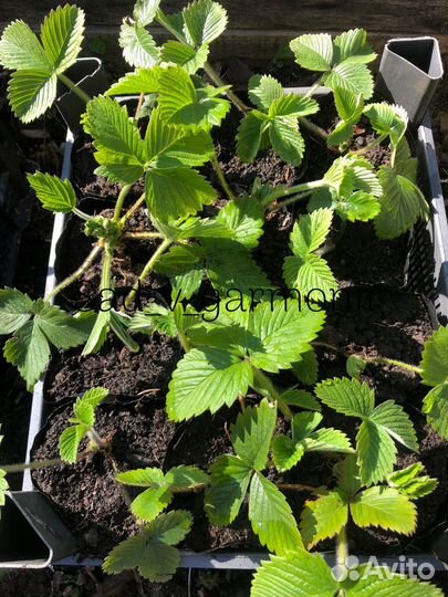 Земклуника Пенелопа