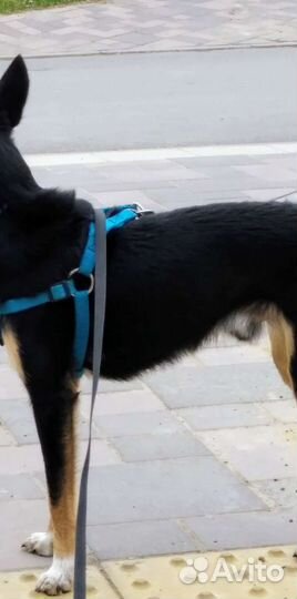 Шлейка для собаки до 7-8 кг