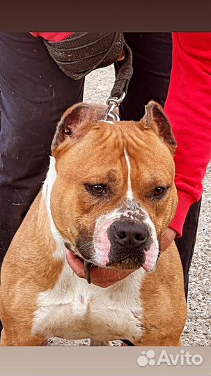 Стаффордширский терьер вязка