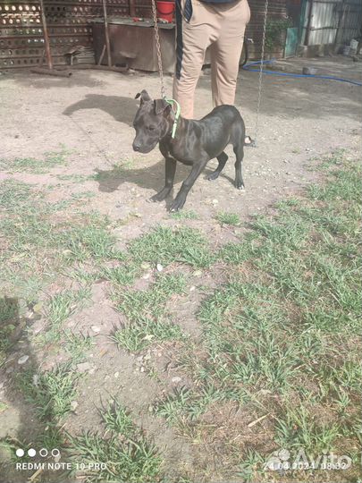 Собака Пит буль