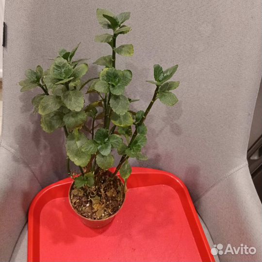 Отдам цветы