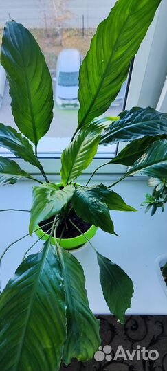 Спатифиллум (женское счастье)