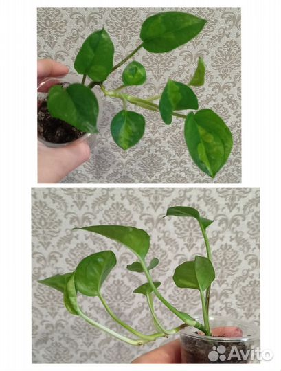 Сциндапсус, эпипремнум