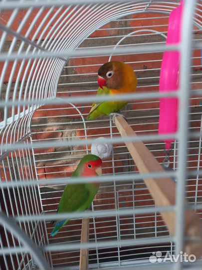 Попугай неразлучники