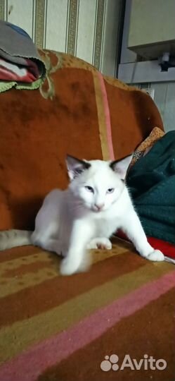 Кот Кокос