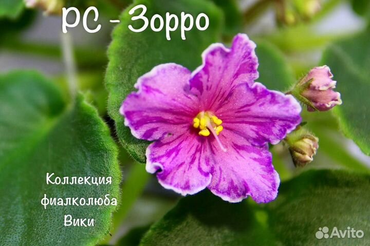 Сортовые фиалки. 93 сорта