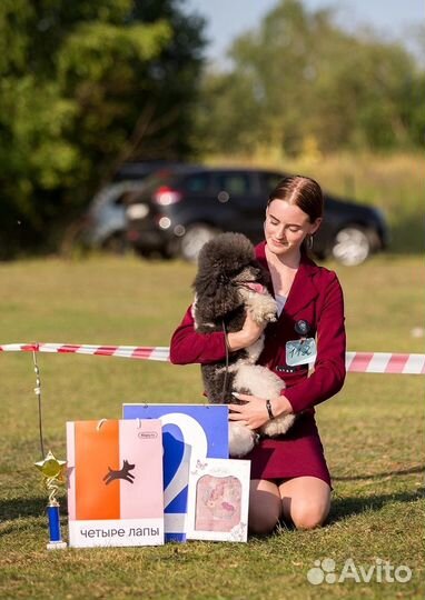 Хендлер, выставки собак, дрессировка
