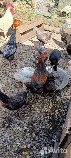 Куры молодки смешанные брамы с доминантами 2.5мес