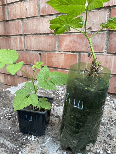 Малина саженцы