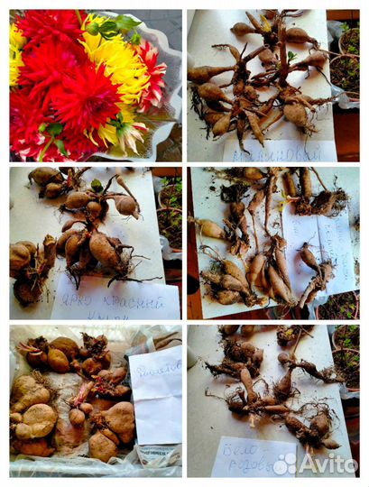 Комнатные цветы, садовые многолетники, рассада