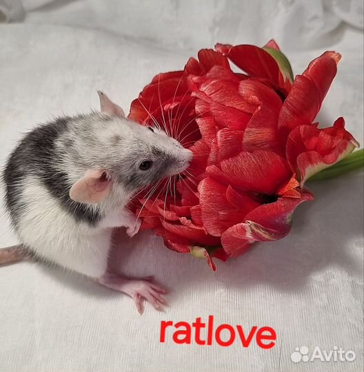 Крысята дамбо девочки