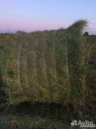 Сено в рулонах