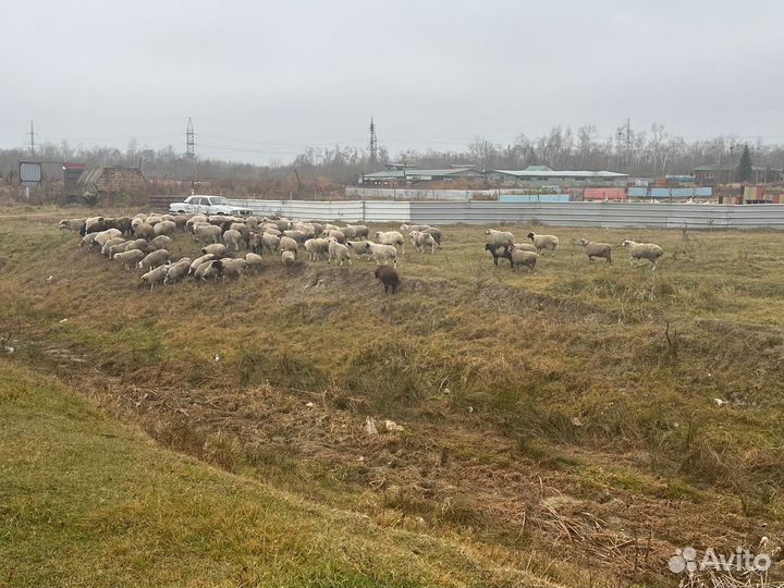 Овцы бараны ягнята