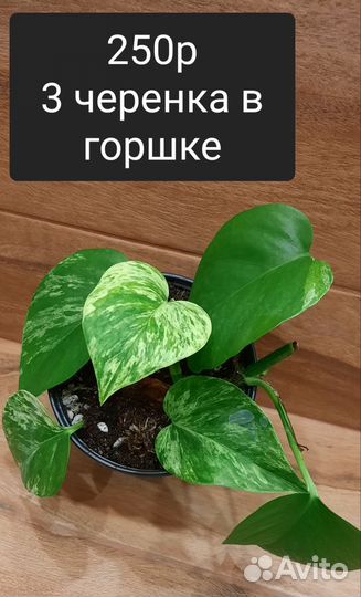 Фикус Али, Керли, мирт крупнолист.вар.,фил бразил