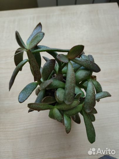 Суккуленты, Замиокулькас черный равен