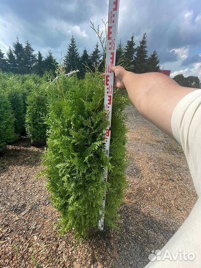 Туя западная Брабант