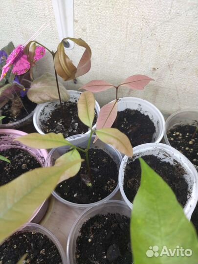 Сеянцы Личи